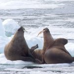 three walrus bask on ice surrounded by water and more ice in the background