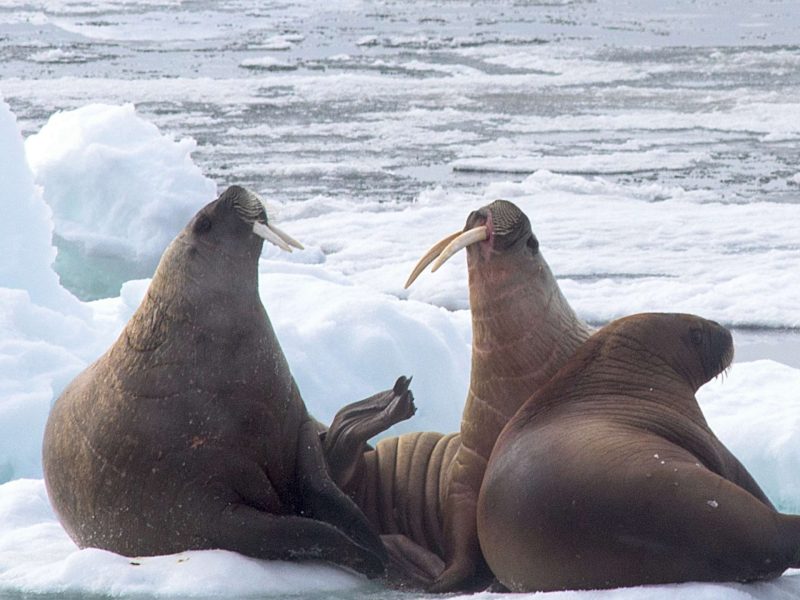 three walrus bask on ice surrounded by water and more ice in the background