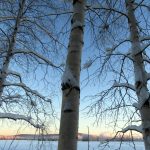 Birch trees covered in snow set against a pale blue sky in winter.