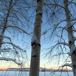 Birch trees covered in snow set against a pale blue sky in winter.