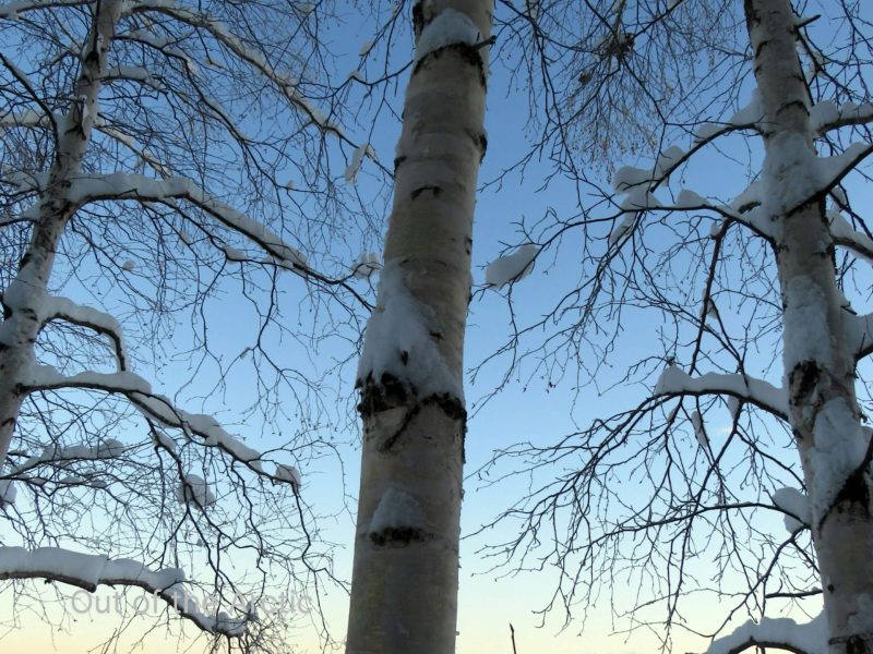 Birch trees covered in snow set against a pale blue sky in winter.
